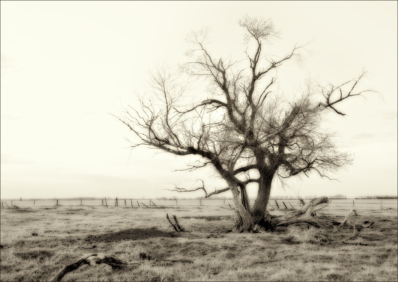 Countryside Zen