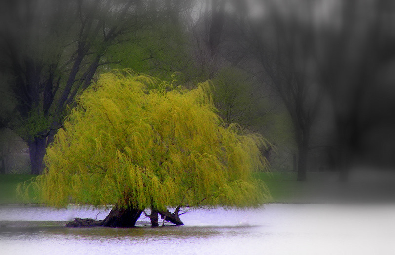  Tree of Zen 