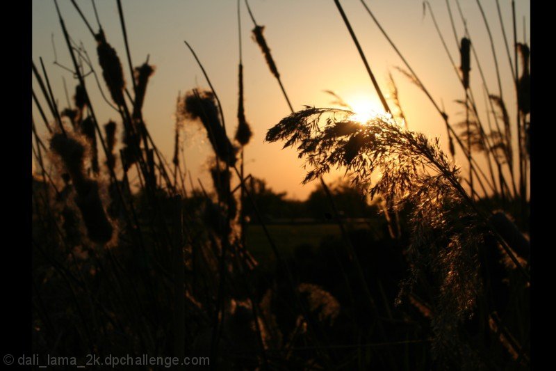 The Wise Grass Bends in the Wind