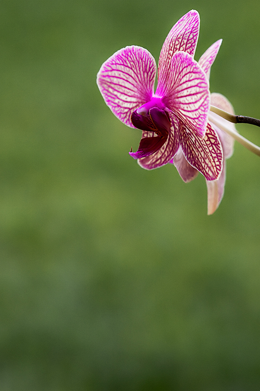 Orchid