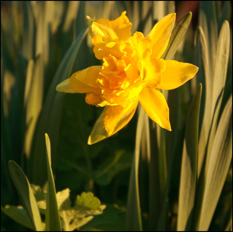 Wild Daffodil