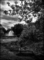 Edge of the Woods