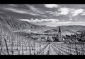 Mosel Valley Vineyards