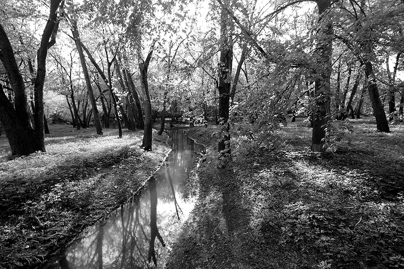 Forest Stream