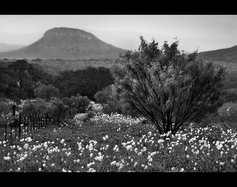 Hill Country Poppies