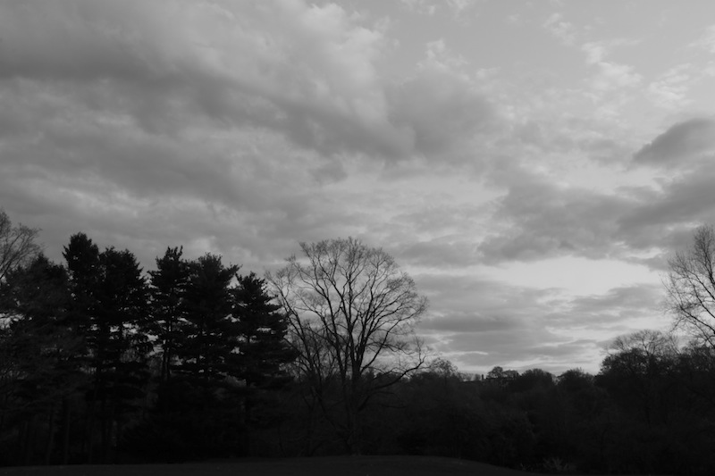 Trees and Sky