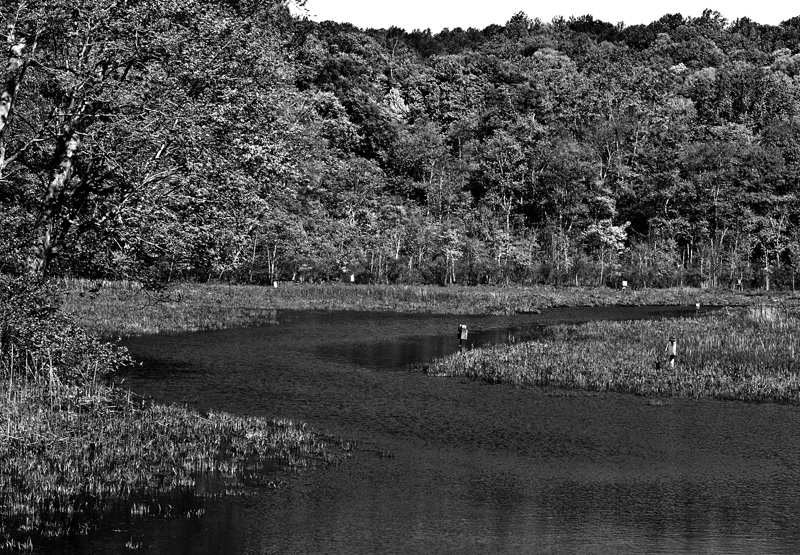 Urban Marsh