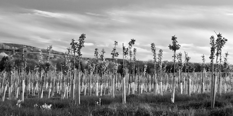 Tree Farm