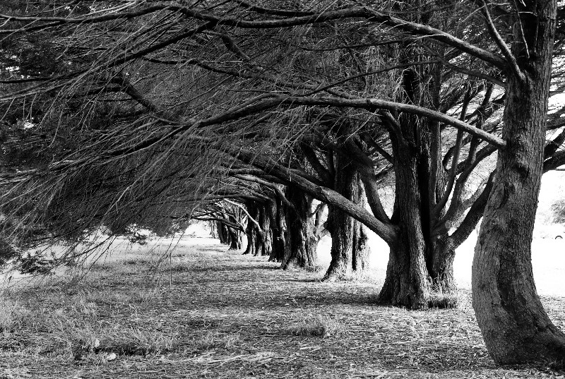 Take a Bough