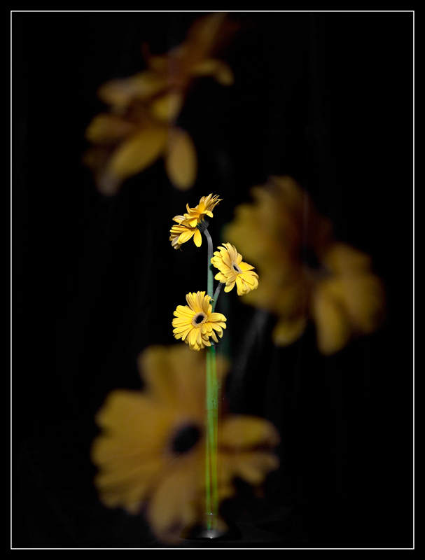 Three Flowers