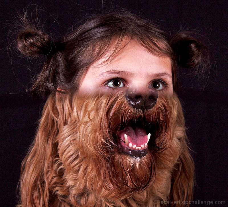 The Little Wookie