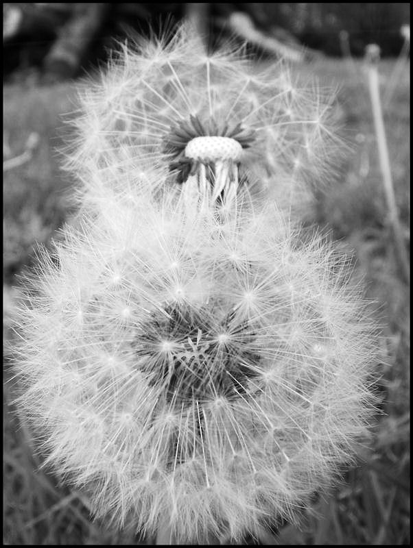 Natures Double Exposure