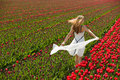 Tulip Fields in Spring