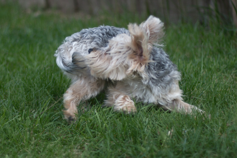 Tail Chasing