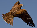 Feathered Triangle