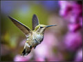 The curious hummingbird