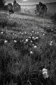 Evening Primroses