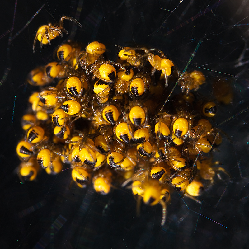 A spiders nest