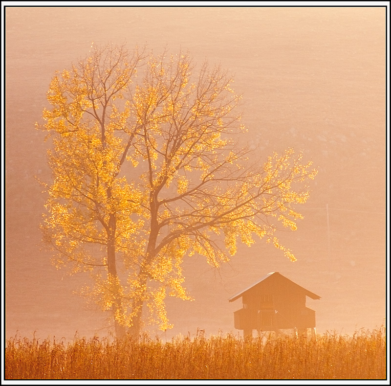 Misty Autumn Sunrise (southern hemisphere)