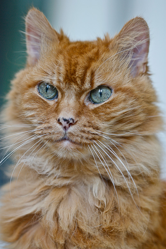 tigger
