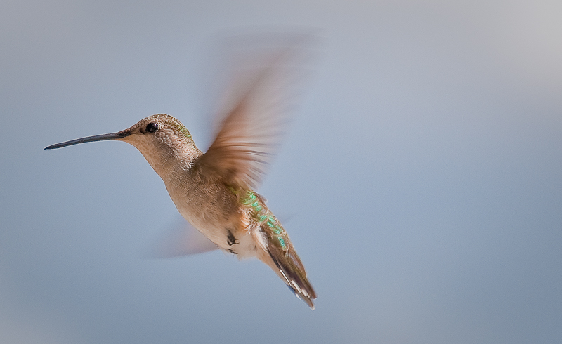 Spring Humming Bird