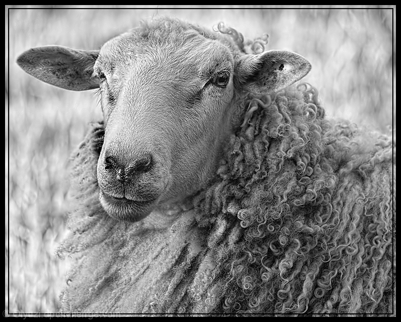 Wild and Wooly