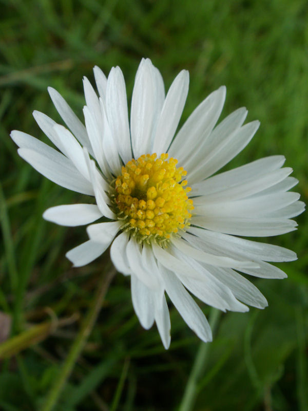 Wild Daisy