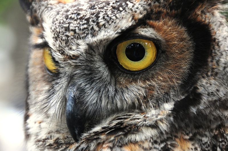 Great Horned Owl