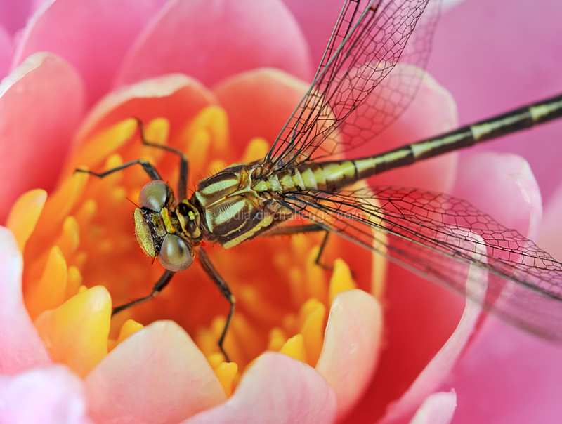 Dragonfly on Waterlily