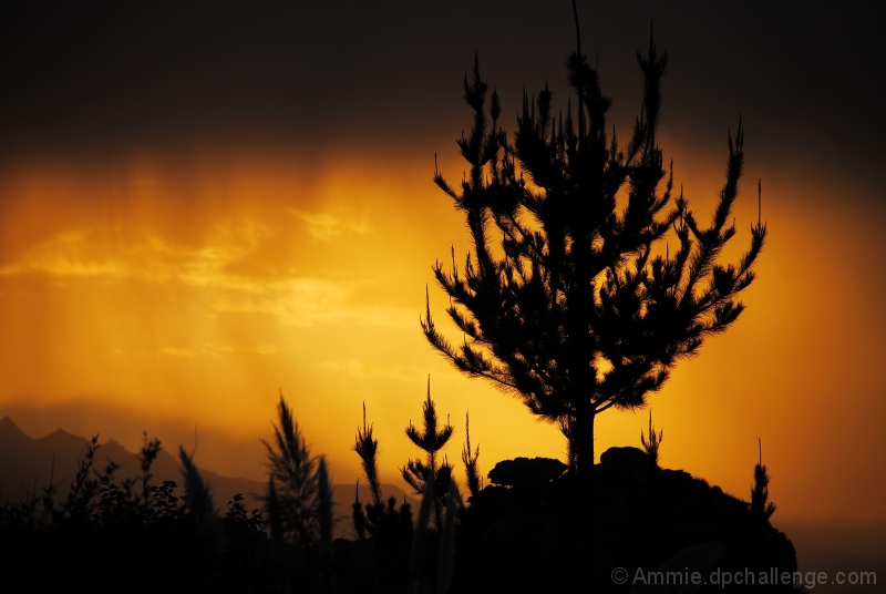 Showers at Dawn