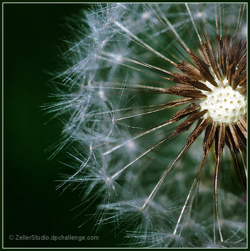 Dandilion