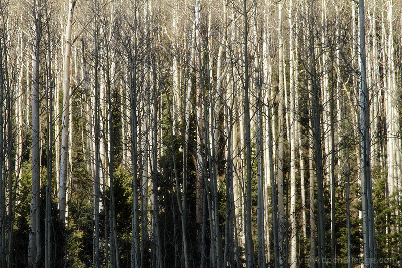 Morning Aspens