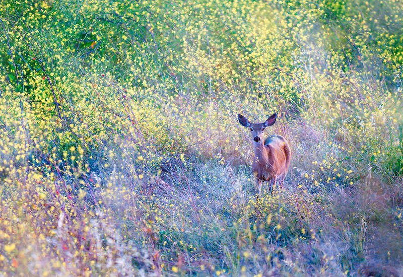 Spring Impressions