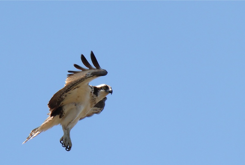 Osprey Aerobatics