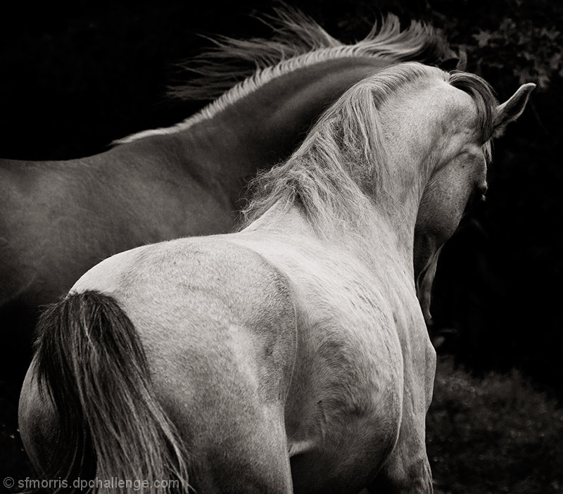 Equine Dance