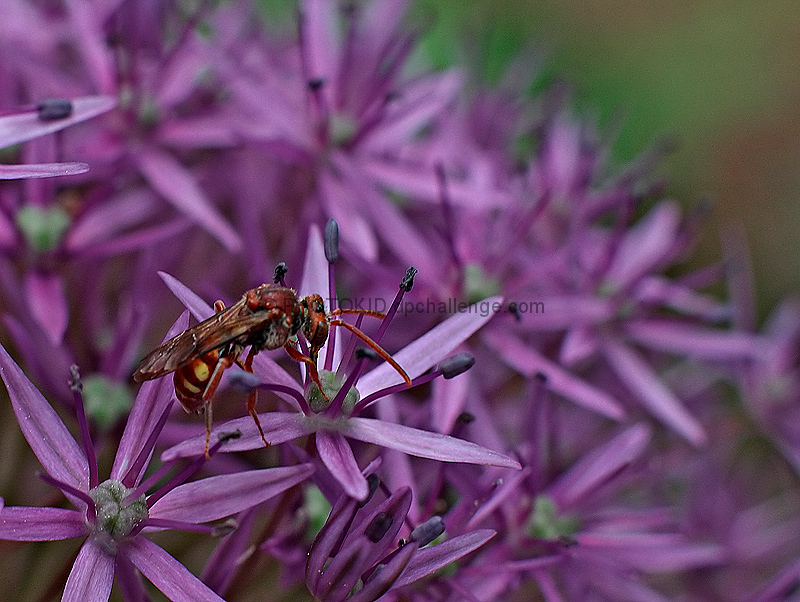 Pollination