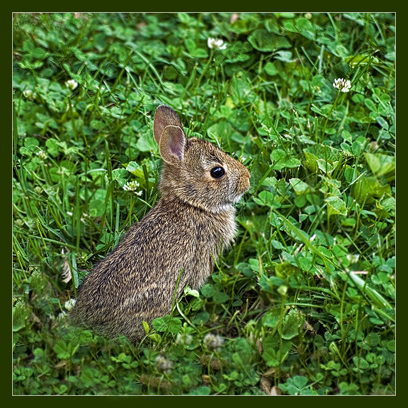 Backyard encounter