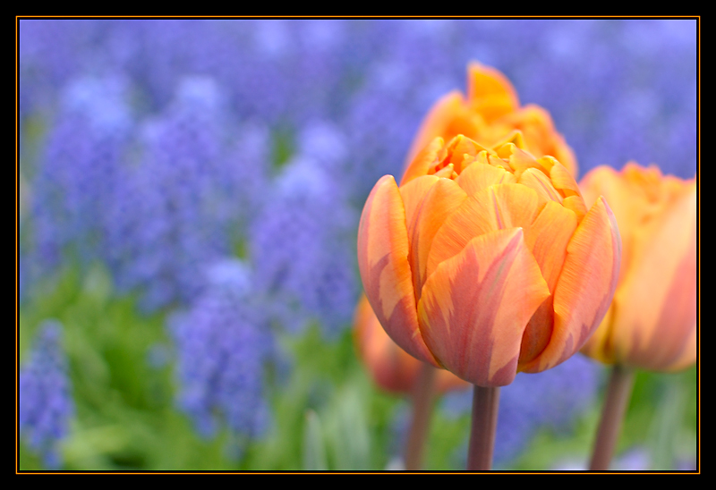 Orange on blue