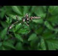 Astilbe Arising