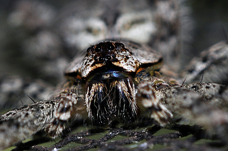 ...Arachnid!