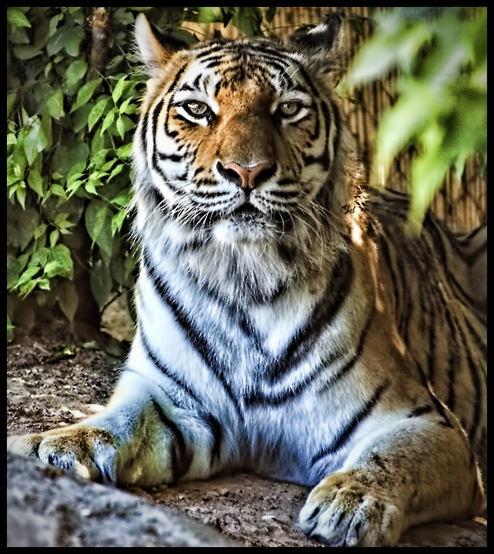 A is for Amur Tiger