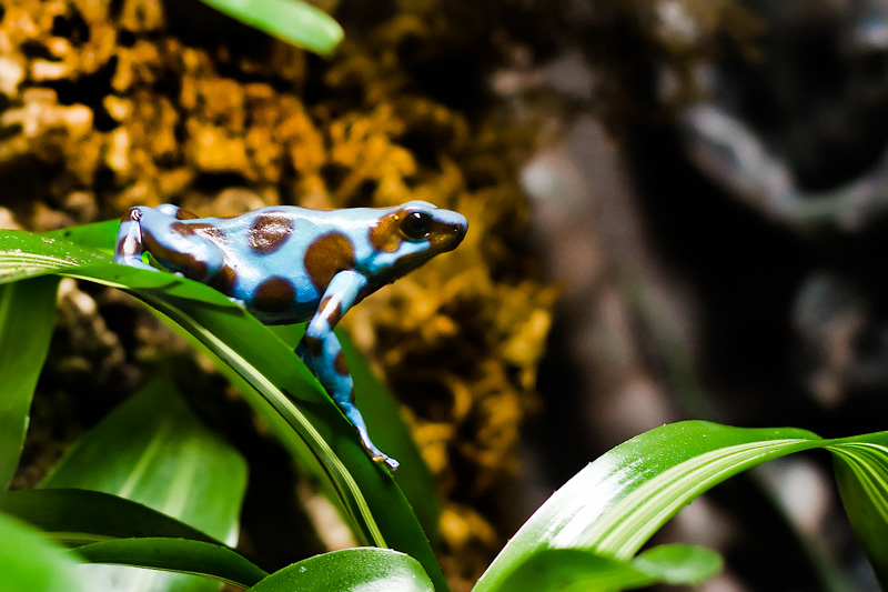 A is for Amphibian