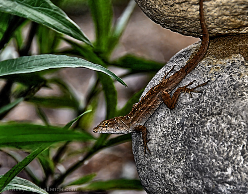 ANOLE