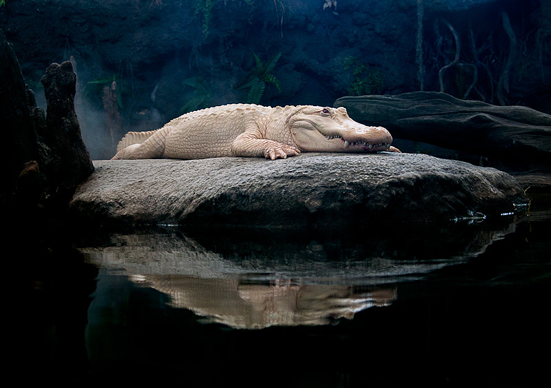 Claude; albino American alligator