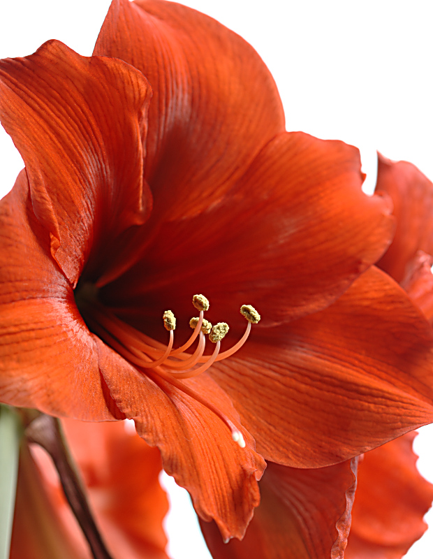 A is for Amaryllis