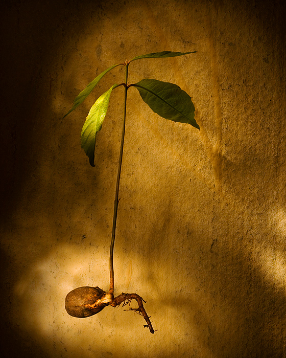 "Mighty oaks from little acorns grow"