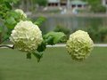 Blossom