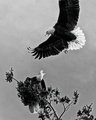 Conflict 2