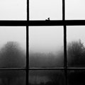 Winter Morning