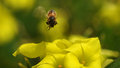 To Bee or Not to Bee